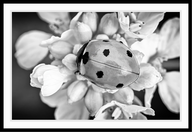 Close-up of a bug in black and white.